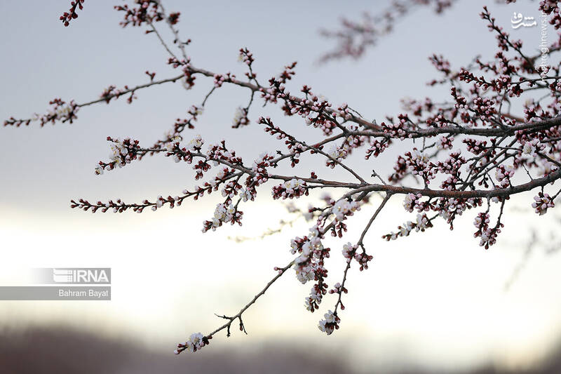 عکس/ طبیعت بهاری زنجان