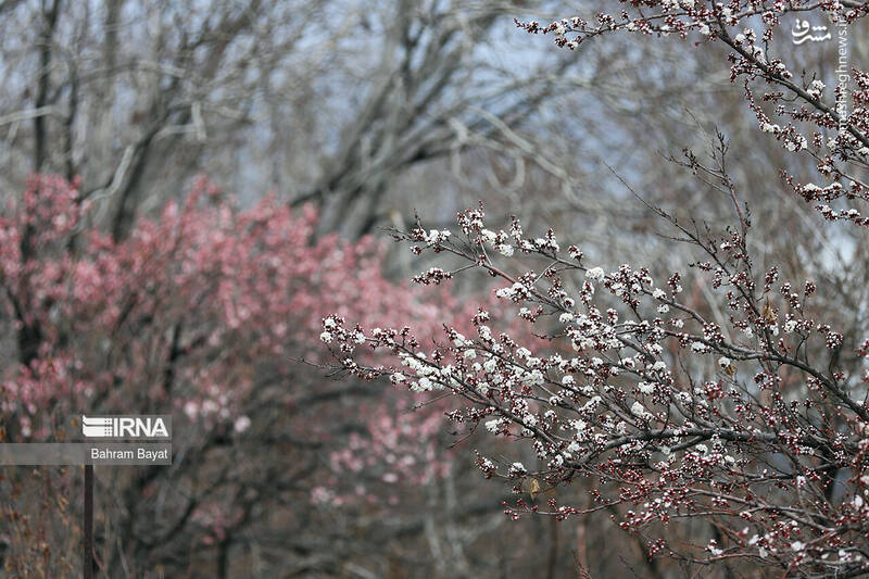 عکس/ طبیعت بهاری زنجان