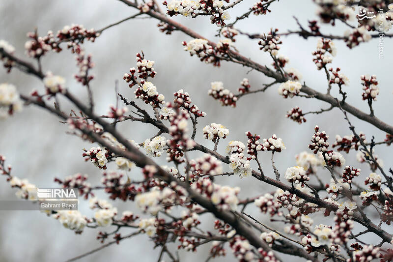 عکس/ طبیعت بهاری زنجان