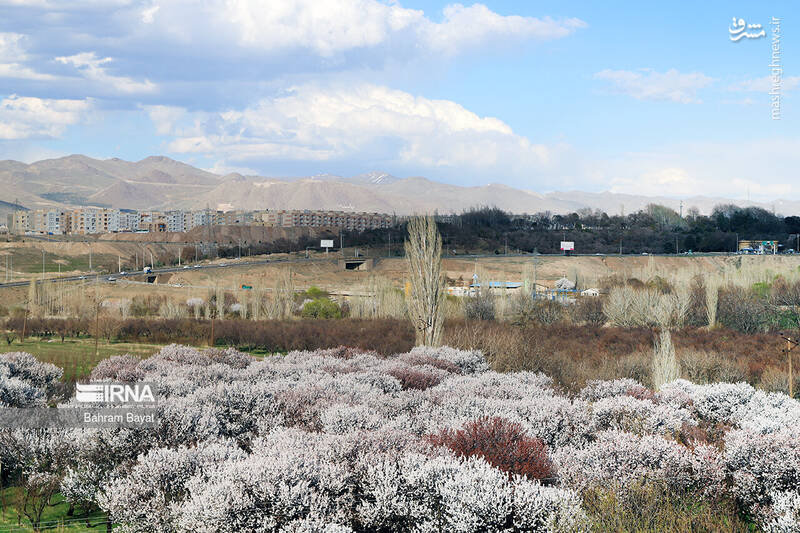 عکس/ طبیعت بهاری زنجان