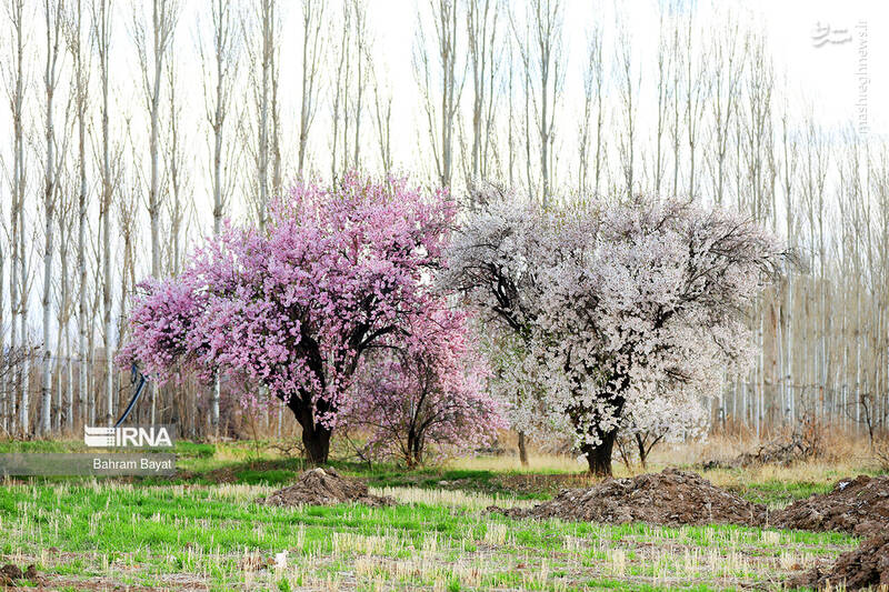 عکس/ طبیعت بهاری زنجان