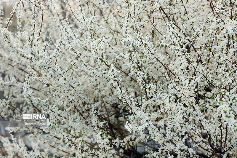 عکس/ طبیعت بهاری زنجان