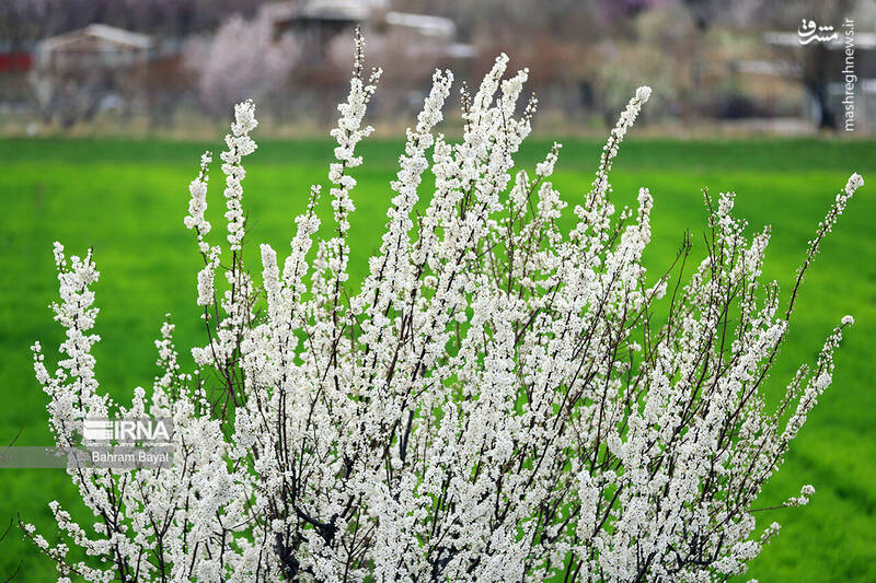 عکس/ طبیعت بهاری زنجان