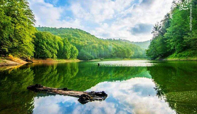 آشنایی با یک جنگل غرق شده +تصاویر