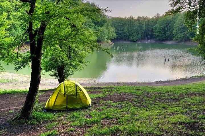 آشنایی با یک جنگل غرق شده +تصاویر