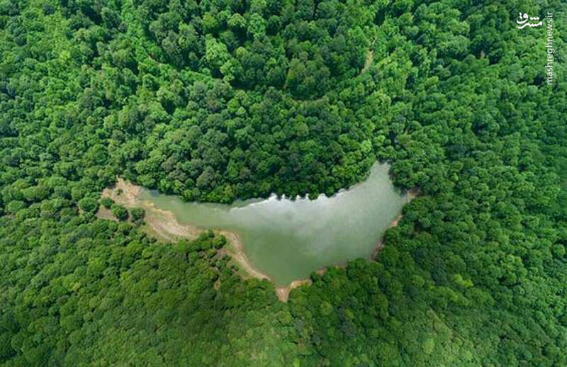 آشنایی با یک جنگل غرق شده +تصاویر