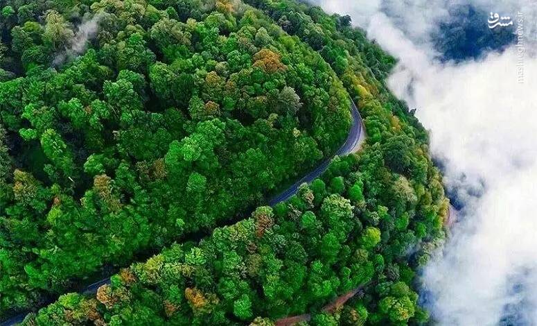 آشنایی با زیباترین جنگلهای شمال کشور + تصاویر 2