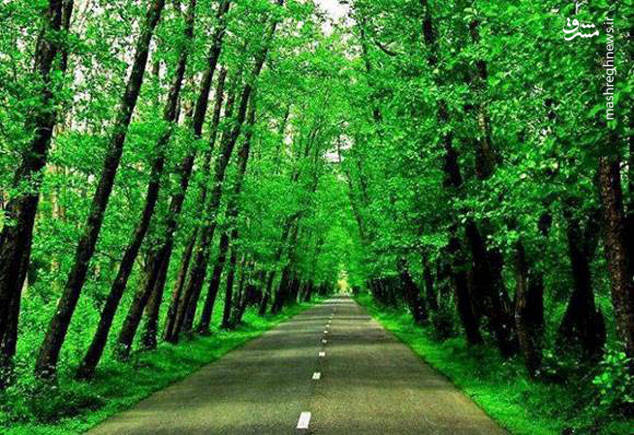 آشنایی با زیباترین جنگلهای شمال کشور + تصاویر 4