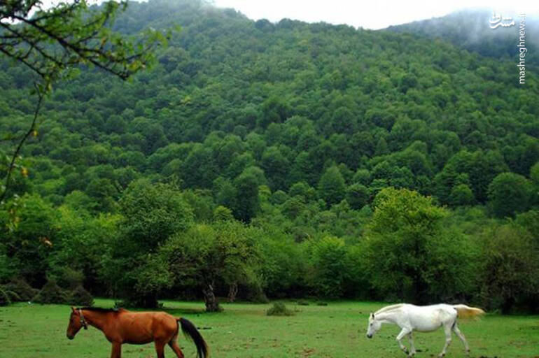 آشنایی با زیباترین جنگلهای شمال کشور + تصاویر 12