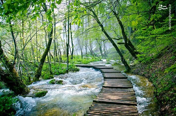 آشنایی با زیباترین جنگلهای شمال کشور + تصاویر 36