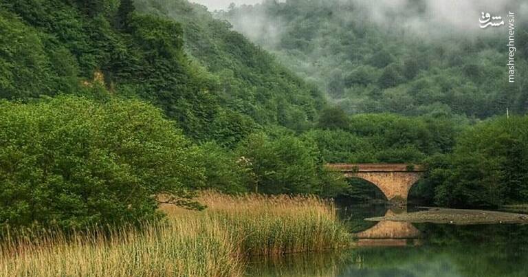 آشنایی با زیباترین جنگلهای شمال کشور + تصاویر 27