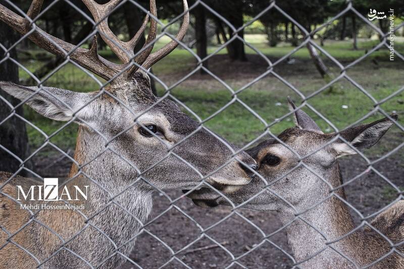 عکس/ "مرال" گوزن بومی ایران
