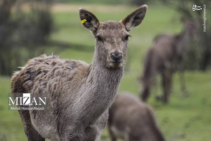 عکس/ "مرال" گوزن بومی ایران