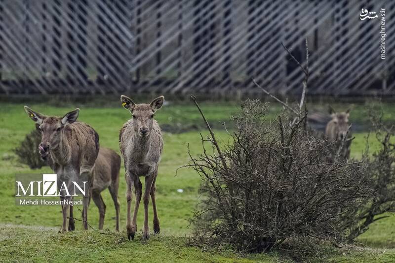 عکس/ "مرال" گوزن بومی ایران