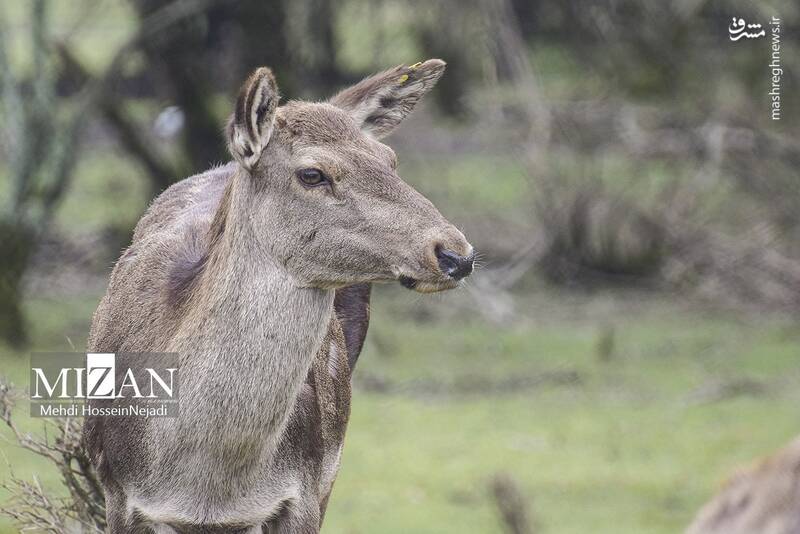 عکس/ "مرال" گوزن بومی ایران