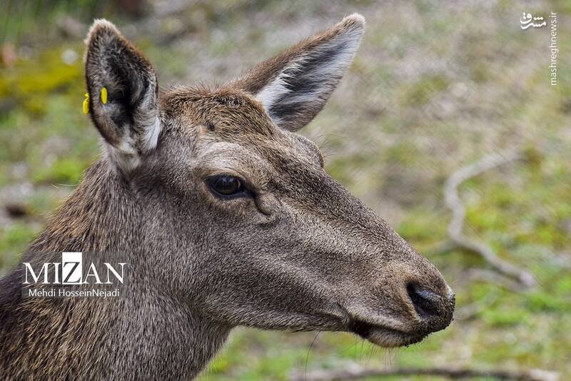 عکس/ "مرال" گوزن بومی ایران