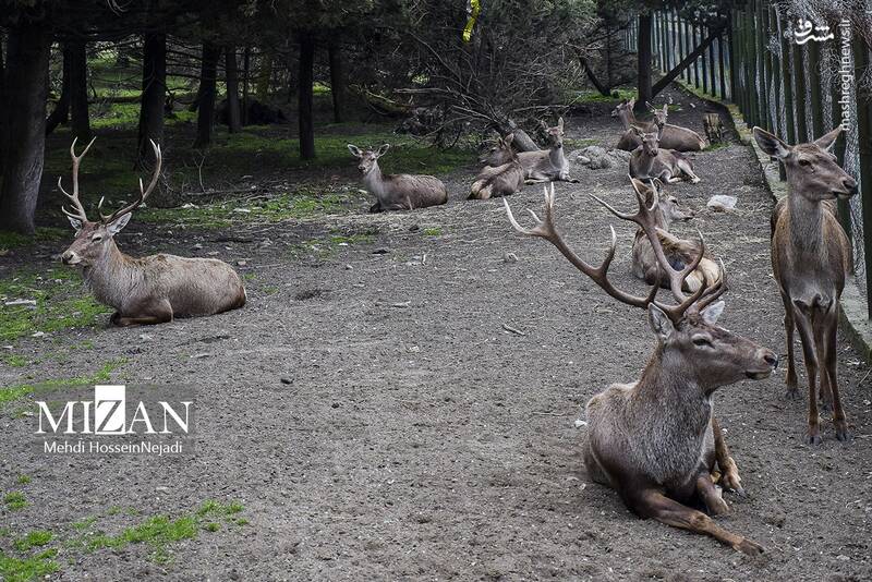 عکس/ "مرال" گوزن بومی ایران