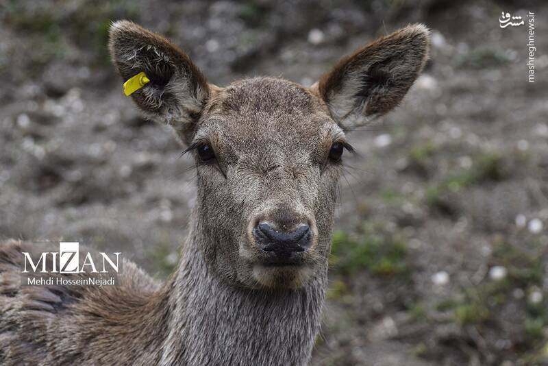 عکس/ "مرال" گوزن بومی ایران