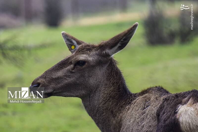 عکس/ "مرال" گوزن بومی ایران