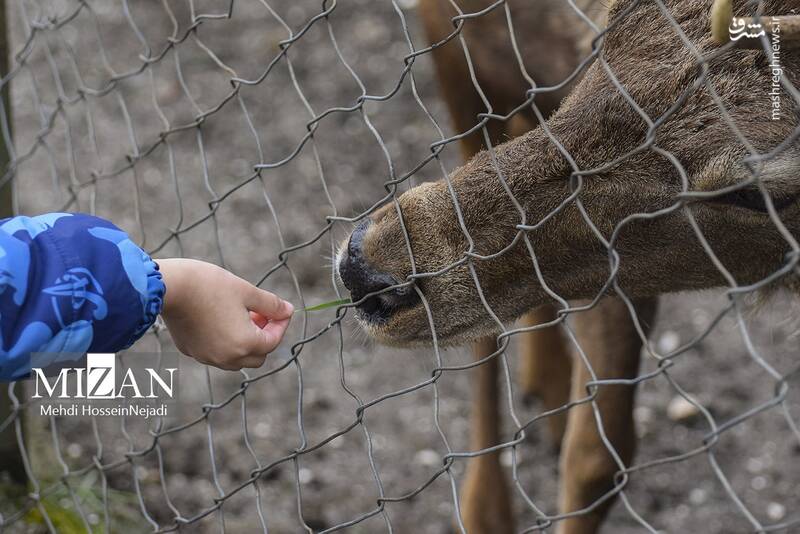 عکس/ "مرال" گوزن بومی ایران
