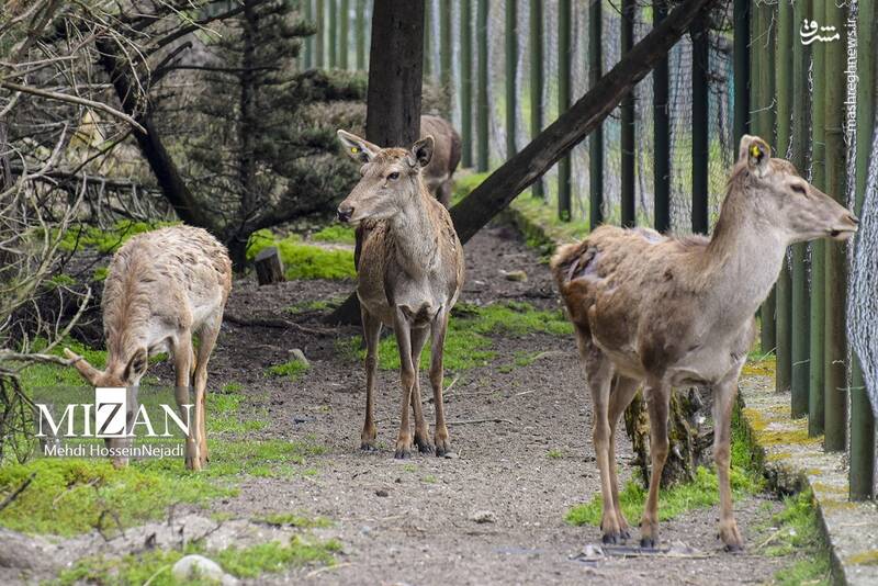 عکس/ "مرال" گوزن بومی ایران
