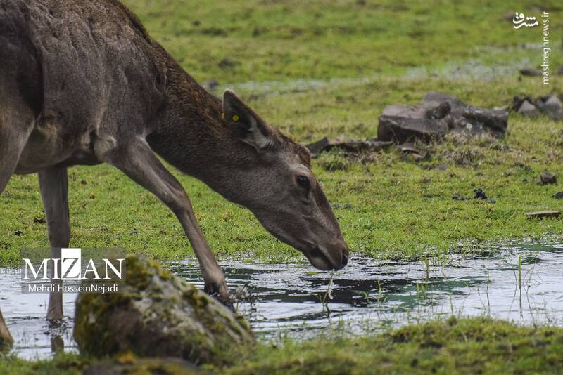 عکس/ "مرال" گوزن بومی ایران