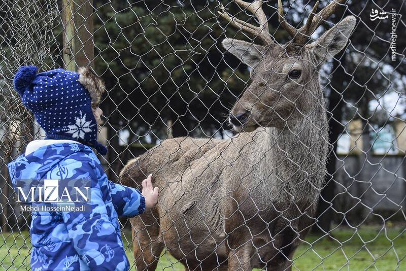 عکس/ "مرال" گوزن بومی ایران