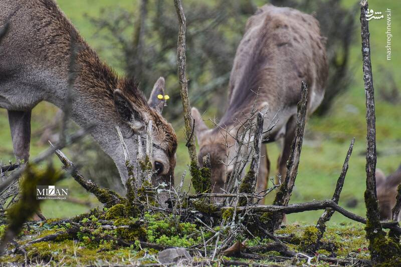 عکس/ "مرال" گوزن بومی ایران