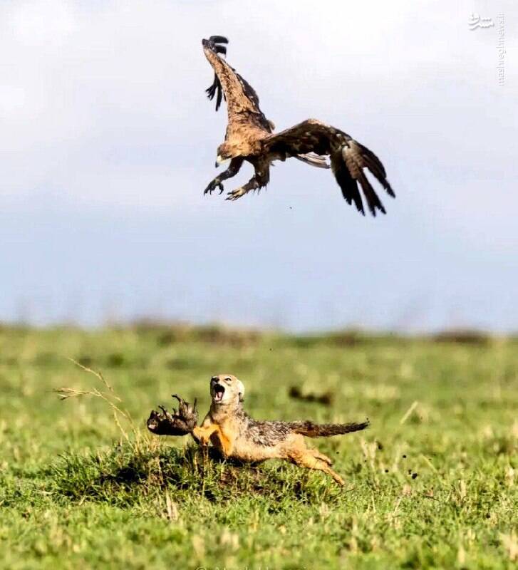 یک شغال توله خود را از چنگال عقاب نجات داد+ عکس