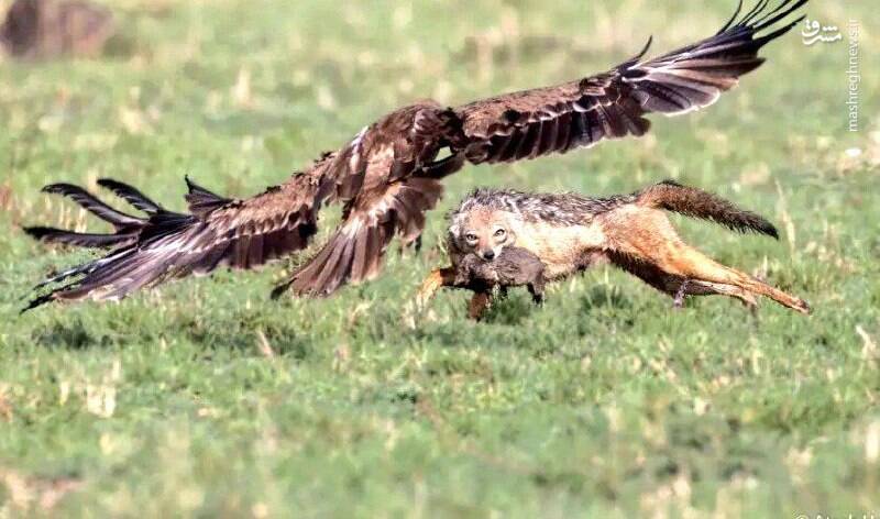 یک شغال توله خود را از چنگال عقاب نجات داد+ عکس