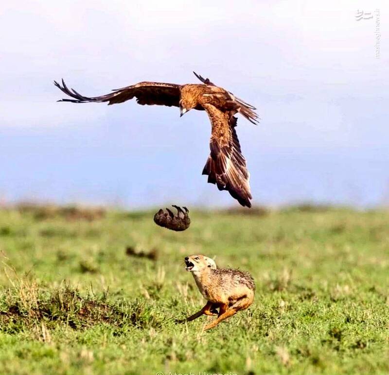 یک شغال توله خود را از چنگال عقاب نجات داد+ عکس