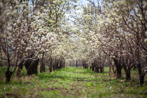 شکوفه‌های بهاری در باغستان سنتی قزوین