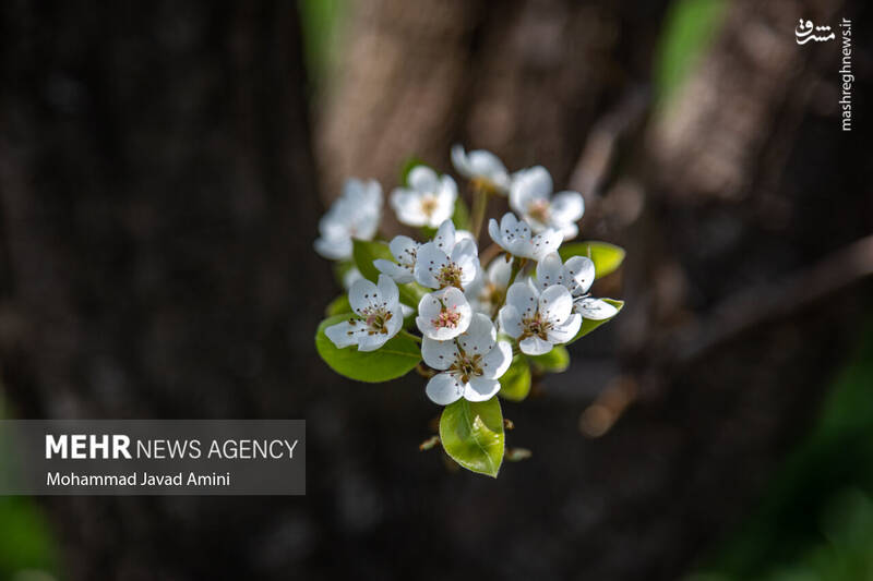 عکس/ شکوفههای بهاری در باغستان سنتی قزوین