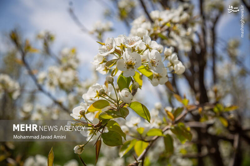 عکس/ شکوفههای بهاری در باغستان سنتی قزوین