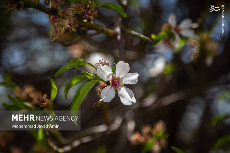 عکس/ شکوفههای بهاری در باغستان سنتی قزوین