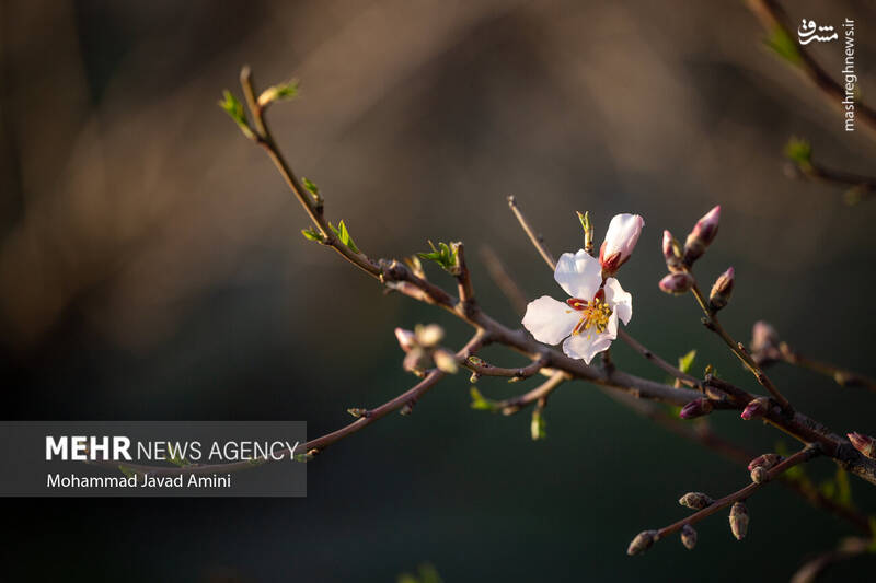 عکس/ شکوفههای بهاری در باغستان سنتی قزوین