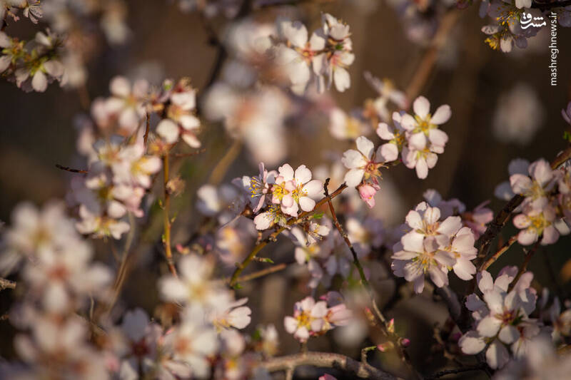 عکس/ شکوفههای بهاری در باغستان سنتی قزوین