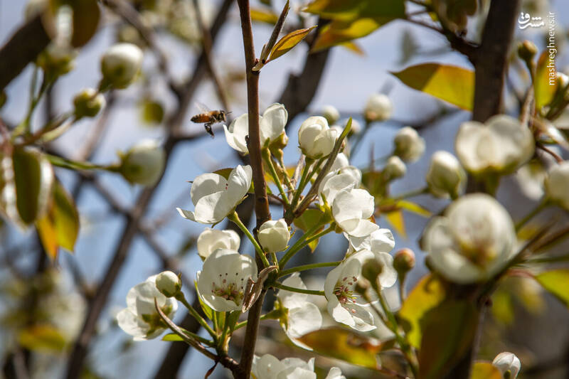 عکس/ شکوفههای بهاری در باغستان سنتی قزوین
