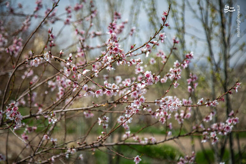 عکس/ شکوفههای بهاری در باغستان سنتی قزوین