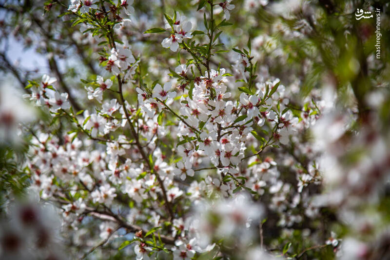 عکس/ شکوفههای بهاری در باغستان سنتی قزوین