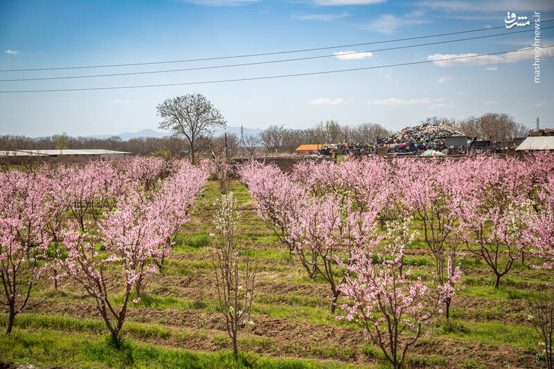 عکس/ شکوفههای بهاری در باغستان سنتی قزوین