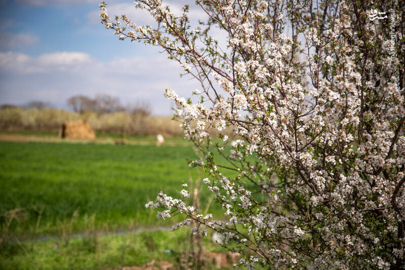 عکس/ شکوفههای بهاری در باغستان سنتی قزوین