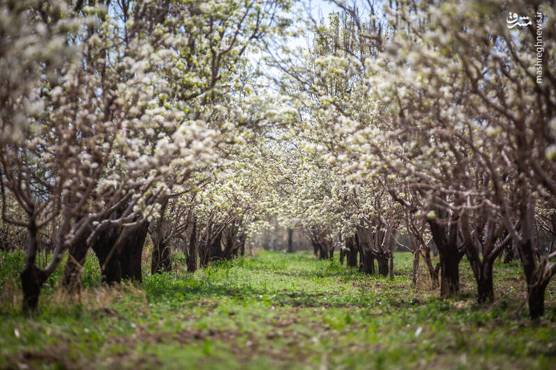عکس/ شکوفههای بهاری در باغستان سنتی قزوین