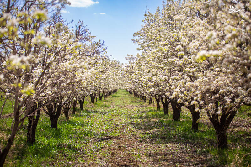 عکس/ شکوفههای بهاری در باغستان سنتی قزوین