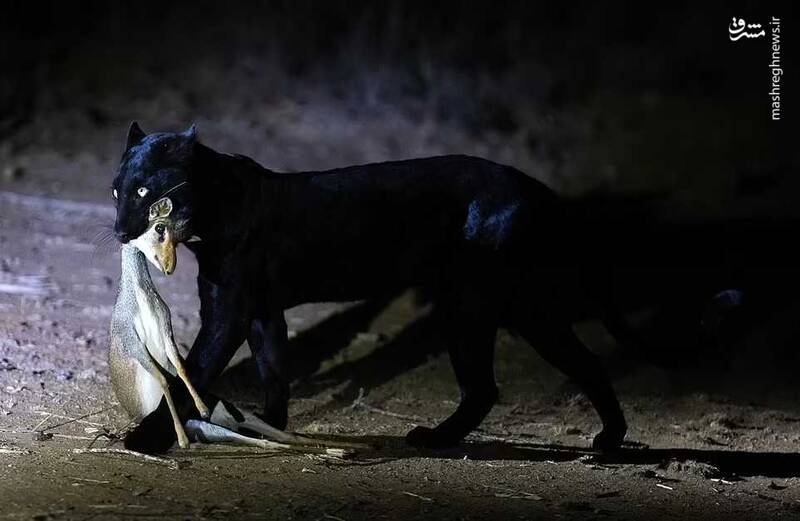 تصاویری دیدنی از "پلنگ سیاه کنیا"