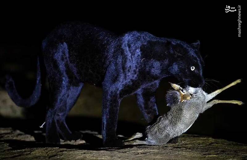 تصاویری دیدنی از "پلنگ سیاه کنیا"