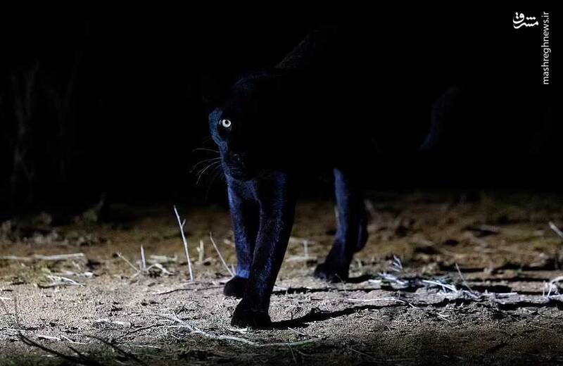 تصاویری دیدنی از "پلنگ سیاه کنیا"