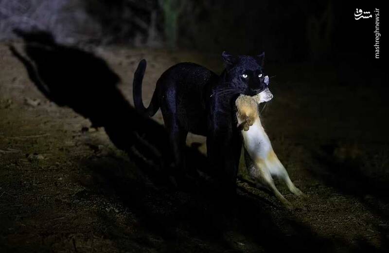 تصاویری دیدنی از "پلنگ سیاه کنیا"