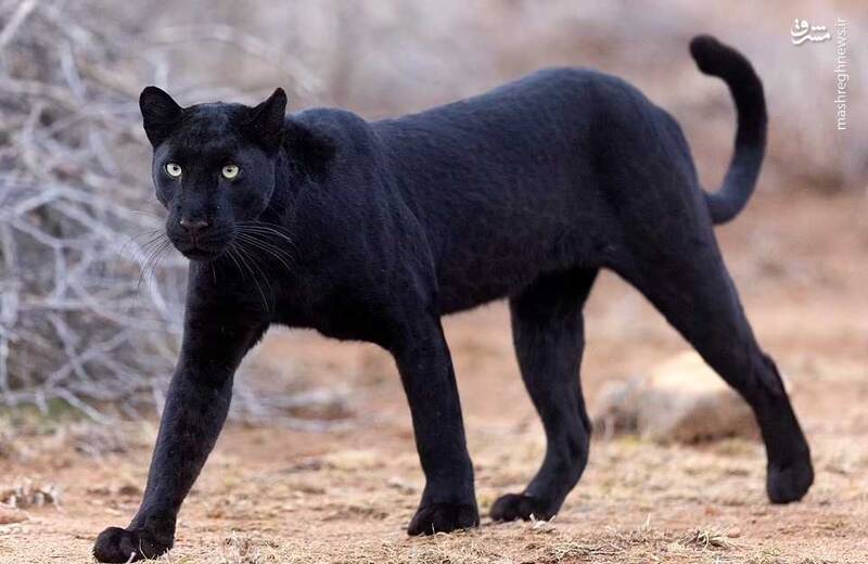 تصاویری دیدنی از "پلنگ سیاه کنیا"