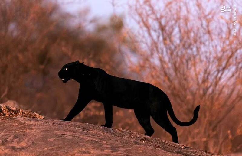 تصاویری دیدنی از "پلنگ سیاه کنیا"